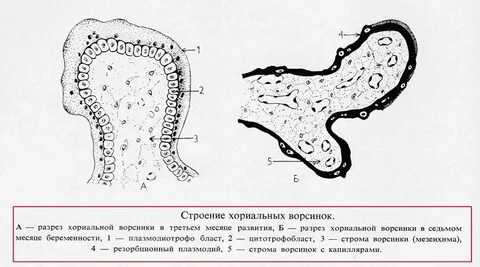 Ворсинки плаценты