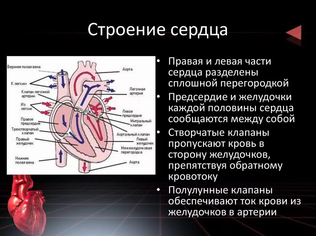 Название крови в правой части сердца. Сердце строение и функции. Строение и работа сердца. Строение сердца человека и его функции. Строение сердца и функции схема.
