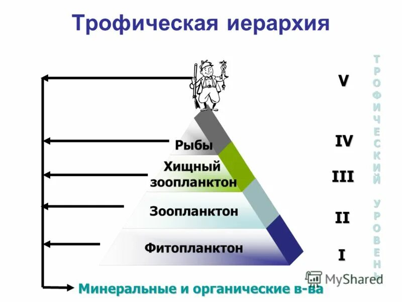 иерархия в математике примеры. иерархия рыб. пример иерархия состава. иерархия в больнице схема. иерархия в классе.