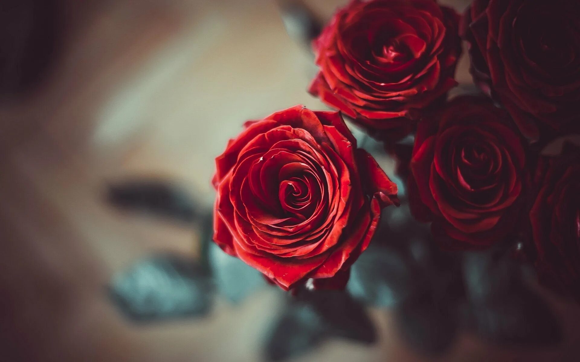 4 розочки. Красный цветок. Цветы розы красные. Розы фон. Картинки на рабочий стол розы.