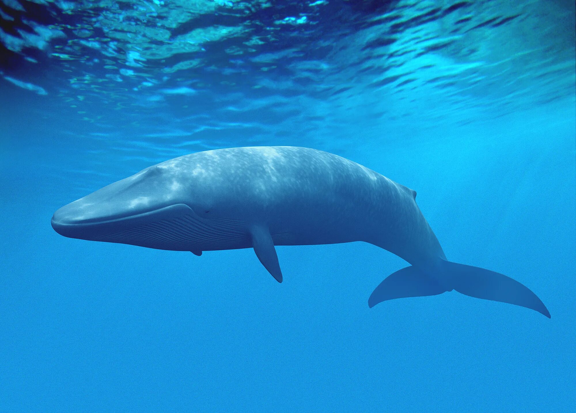 Какое млекопитающее самое крупное. Голубой кит Balaenoptera musculus. Синий кит блювал. Синий кит (голубой кит). Кит цетотерий.