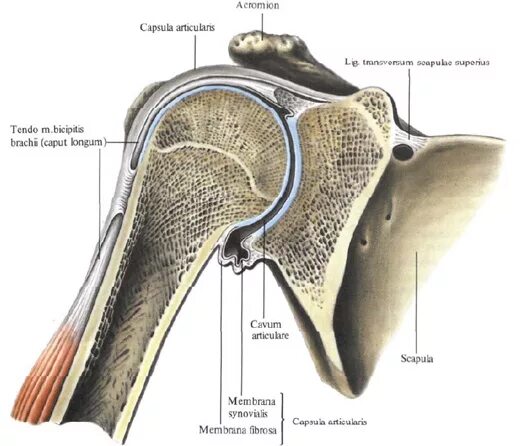 Плечевые связки. Плечевой сустав, articulatio Humeri:. Карман Риделя в плечевом суставе. Плечевой сустав анатомия Синельников. Костные структуры плечевого сустава.