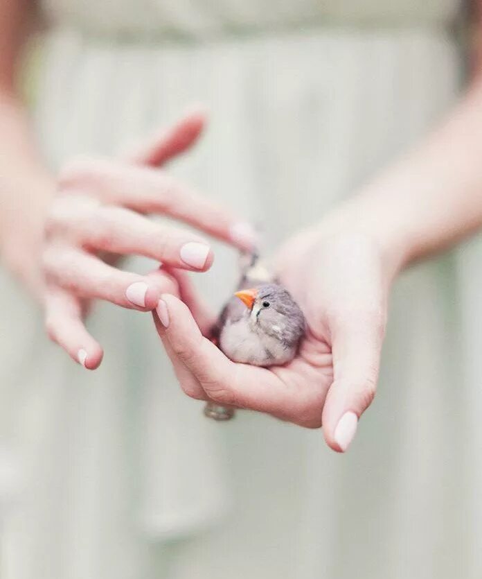 Птица на руке. Птенец в руках. Птица на ладони. Птичка на ладошке. Bird in hand