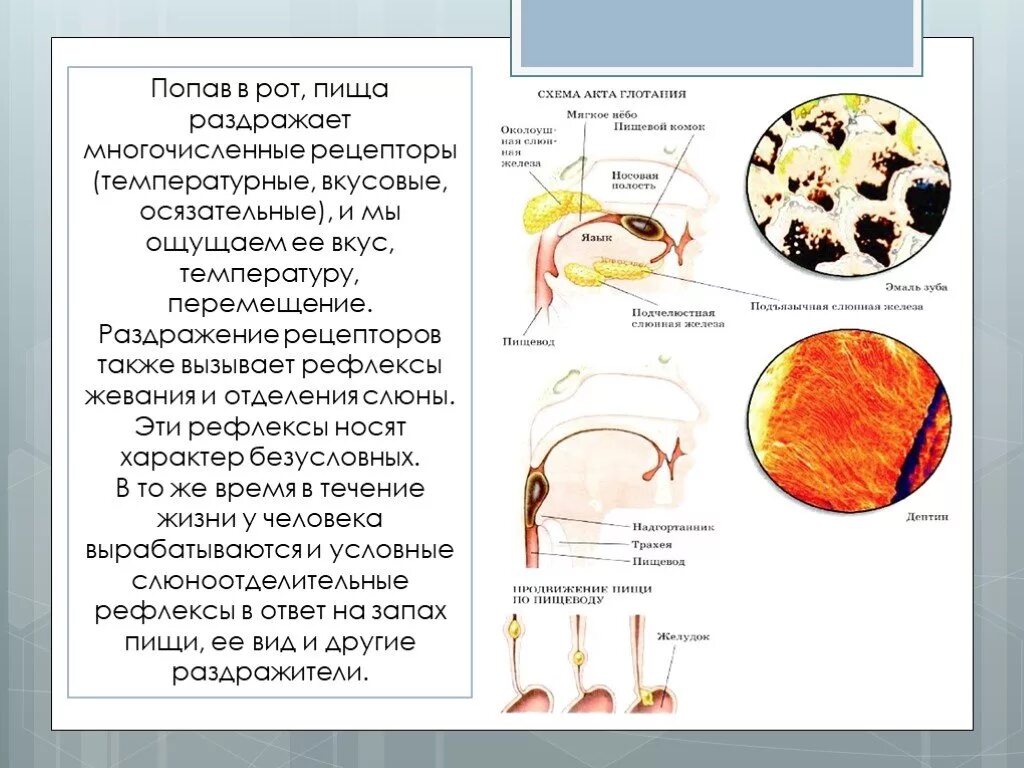 Вкусовые рефлексы