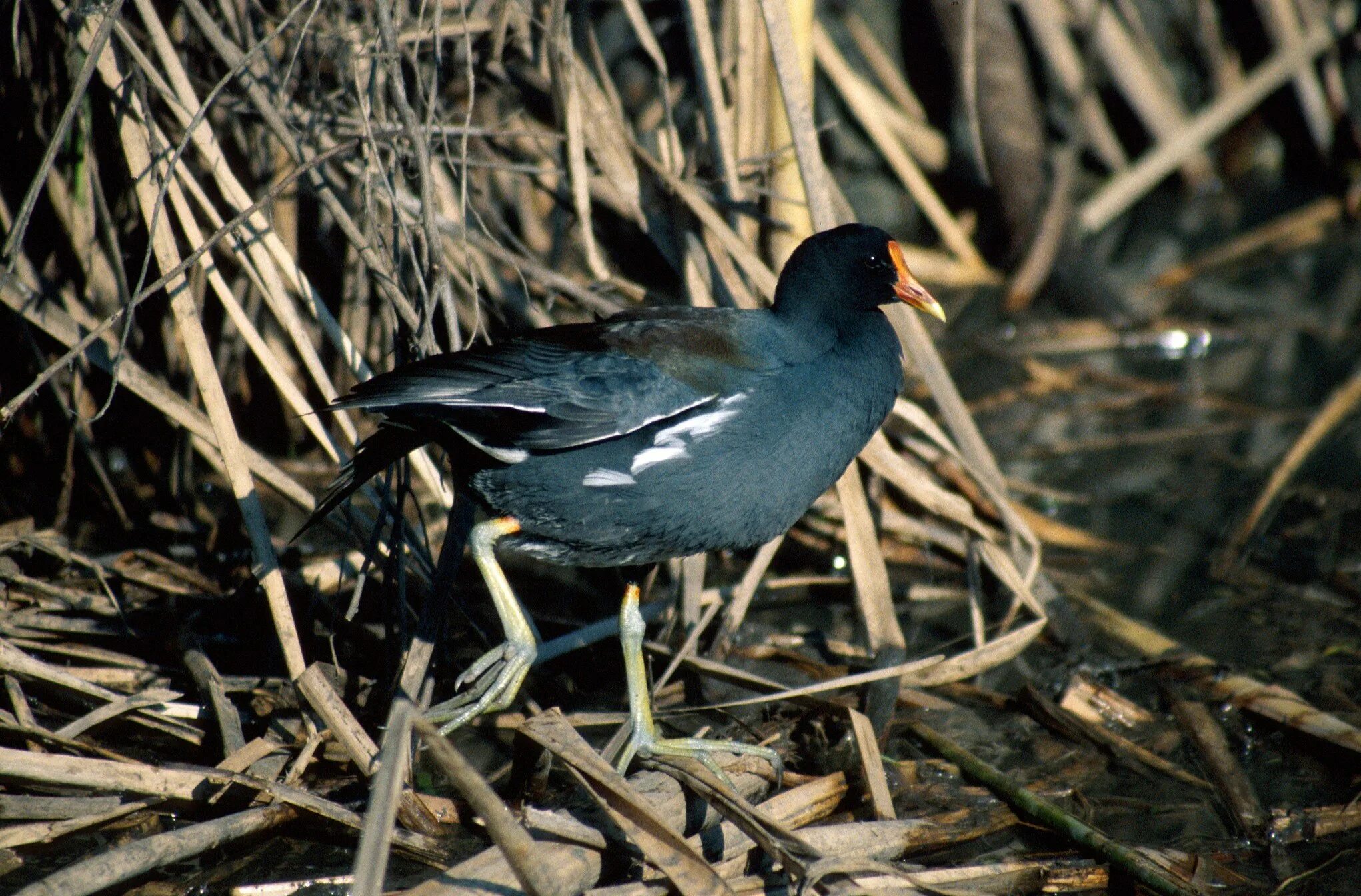 Птицы живущие рядом. Камышница пастушковые. 146. Камышница (Gallinula chloropus). Камышница ареал. Рогатая камышница.