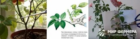 Как обрезать домашнюю розу