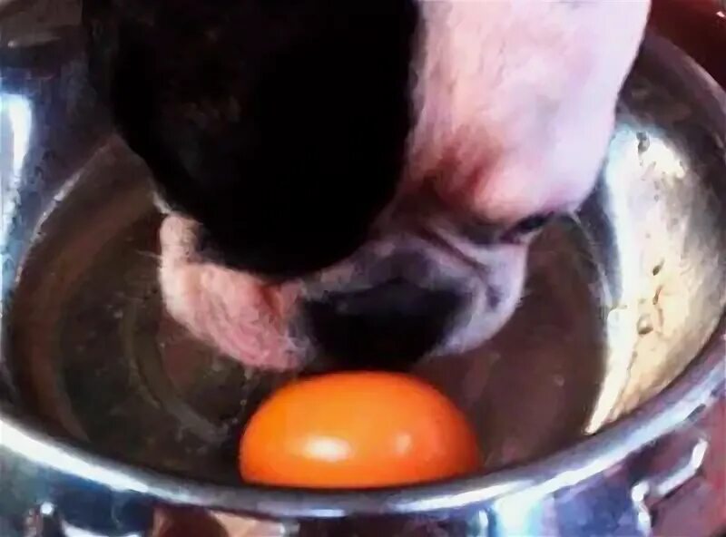 Собака и сырые яйца. Варёное яйцо и собака. Желток собаке сырой. Кошке можно давать яйцо