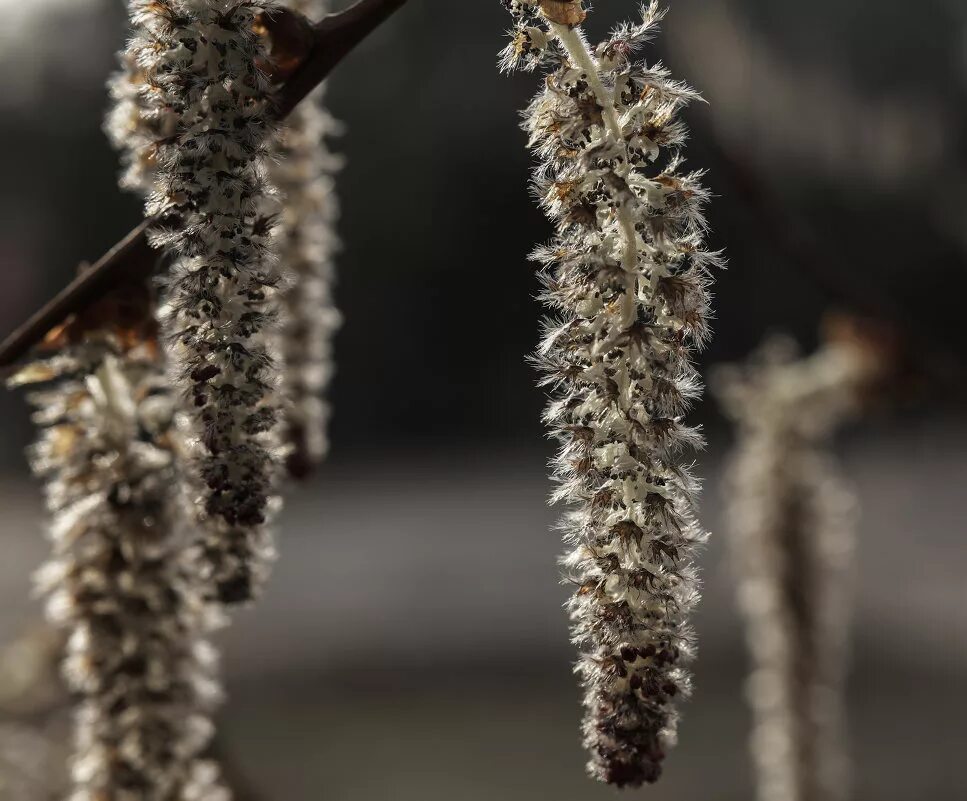 осина (populus tremula). тополь цветение сережки. Populus tremula плод. осина обыкновенная (populus tremula). сережка ольховая-трофимов.