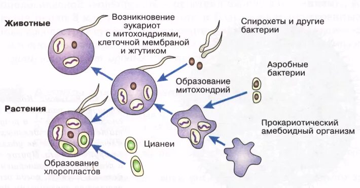 Возникновение клеточной формы жизни. Схема эволюции эукариотических клеток. Схема возникновения эукариот. Гипотеза симбиогенеза схема. Схема образования эукариот путем симбиогенеза.