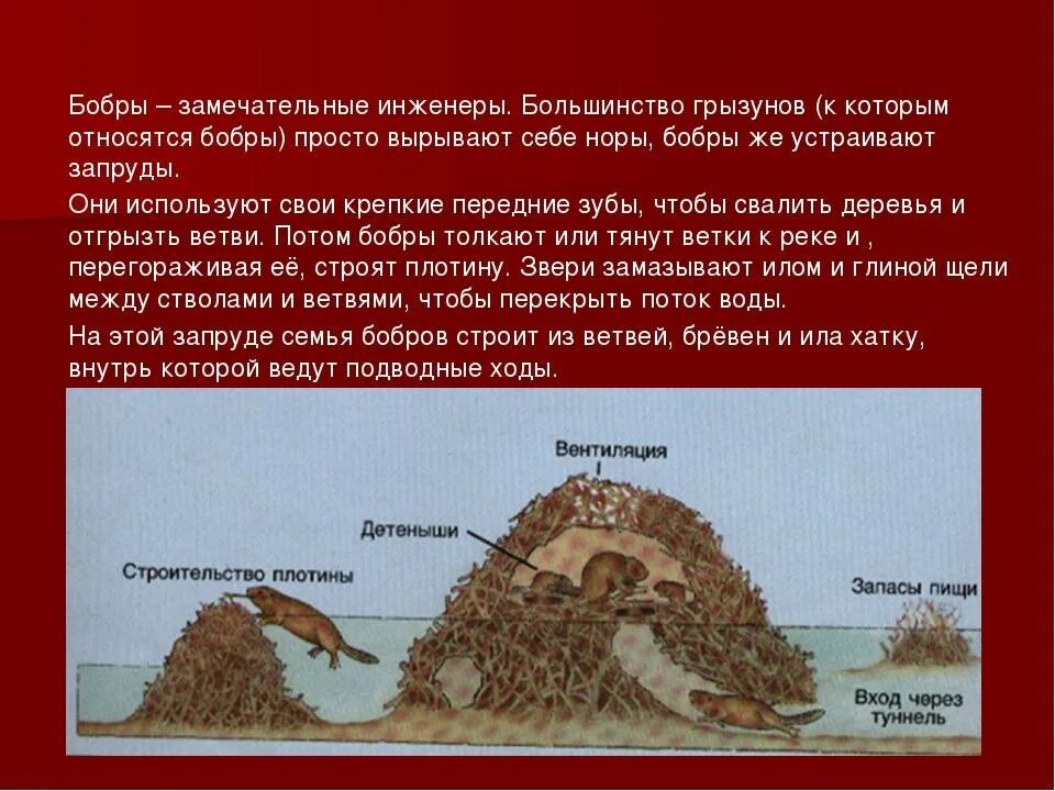 Почему бобра
