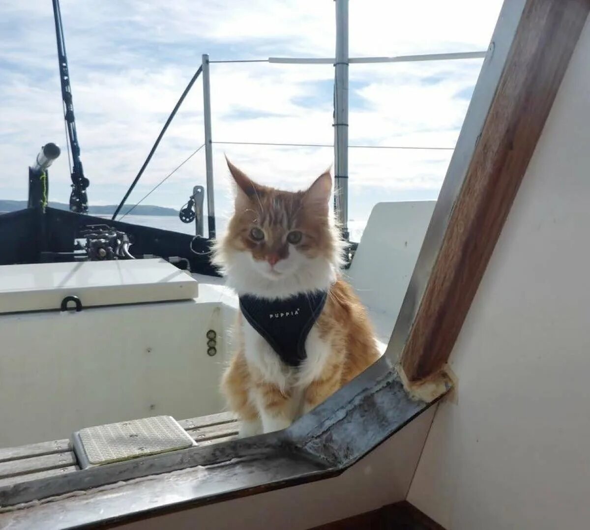 Корабельный кот. Кот на яхте. Корабельные коты. Котик на лодке. Рыжий котик на яхте.