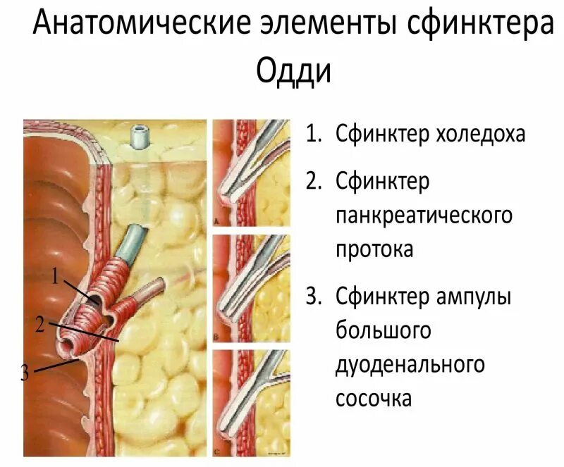 Сфинктер дисфункция симптомы. Сфинктер одди анатомия человека. строение поджелудочной железы и сфинктер одди. поджелудочная железа сфинктер одди. желчный пузырь и сфинктер одди.
