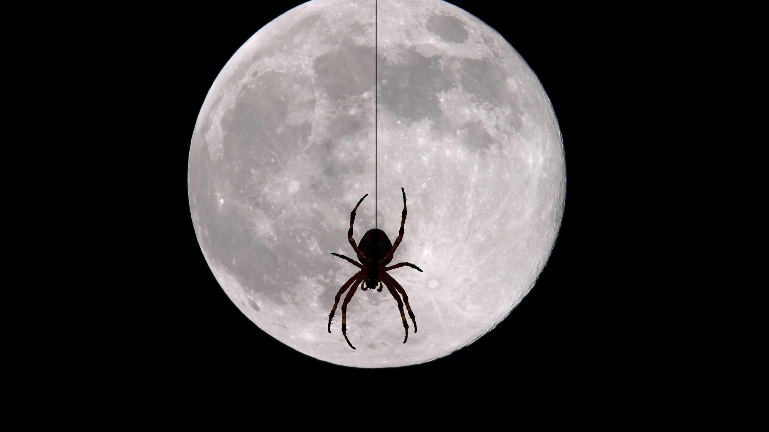 Огромный паук в космосе. Лунный паук. Паук и Луна. Паук на фоне Луны. Паук лунный день.
