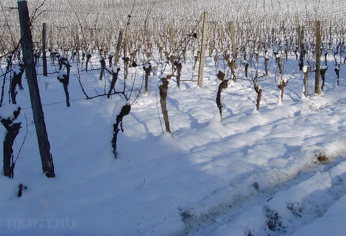 Виноград зимой. Виноградники в Крыму зимой. Заморозки на виноградниках. Виноградники в снегу.