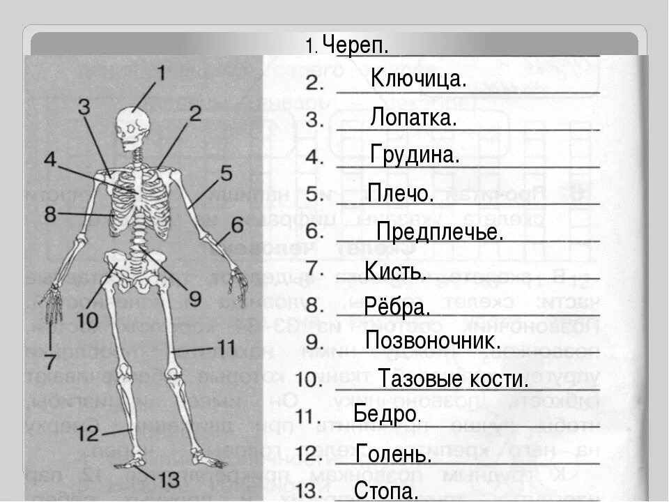 Кости позвоночника бедро и печень покажи. Название частей тела. Анатомия человека части тела названия. Части тела человека предплечье. Название частей тела человека рисунок.