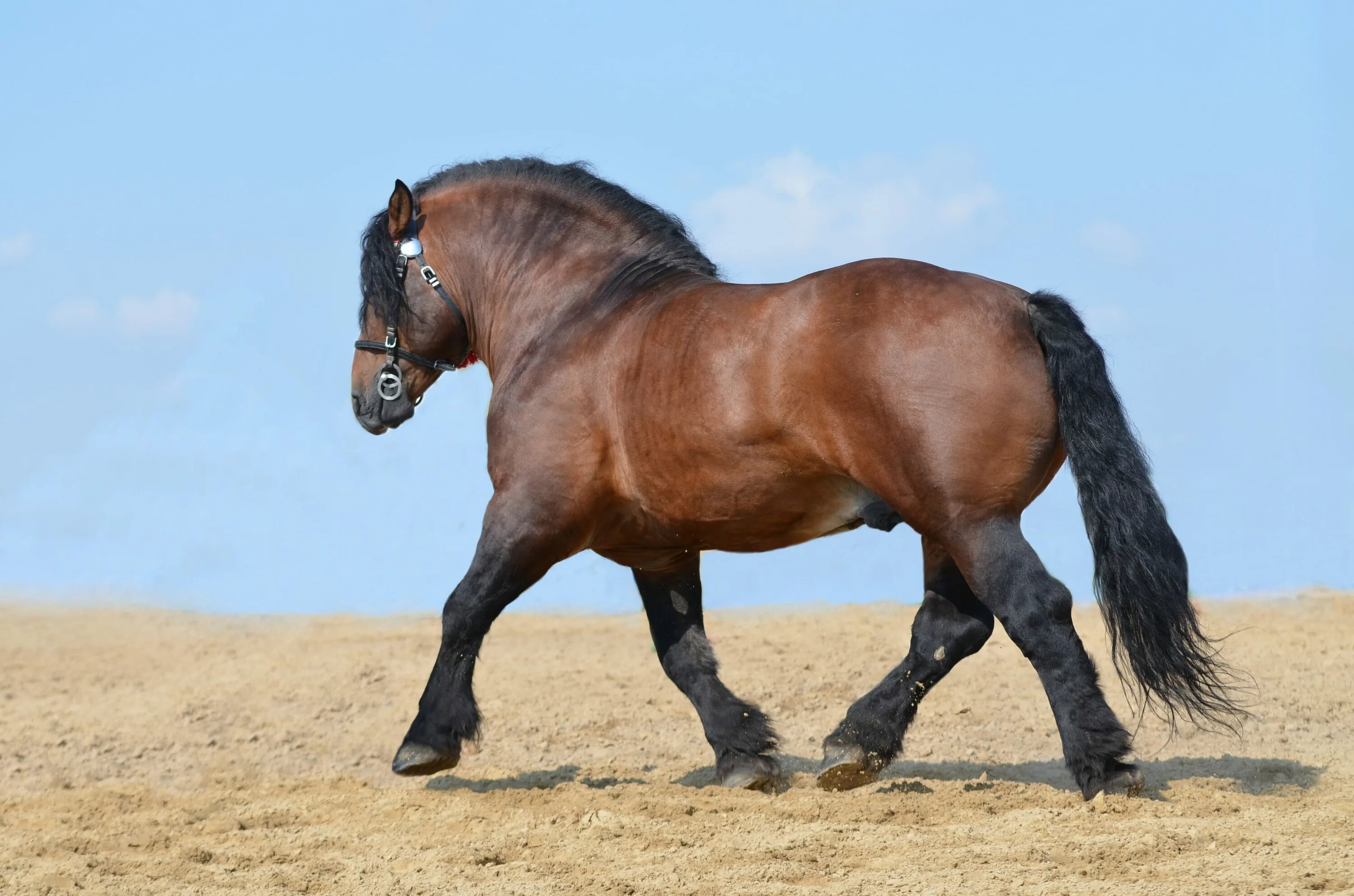 Heavy horses. Битюг тяжеловоз. Битюг (порода лошадей). Породы лошадей тяжеловозов. Орловский тяжеловоз.