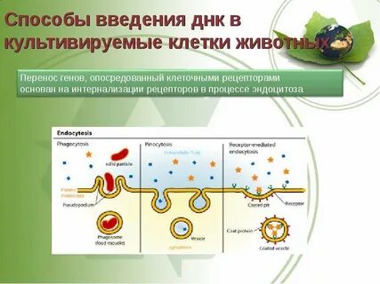 Методы переноса генов в клетки