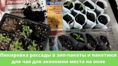 Пикировка в феврале 2024