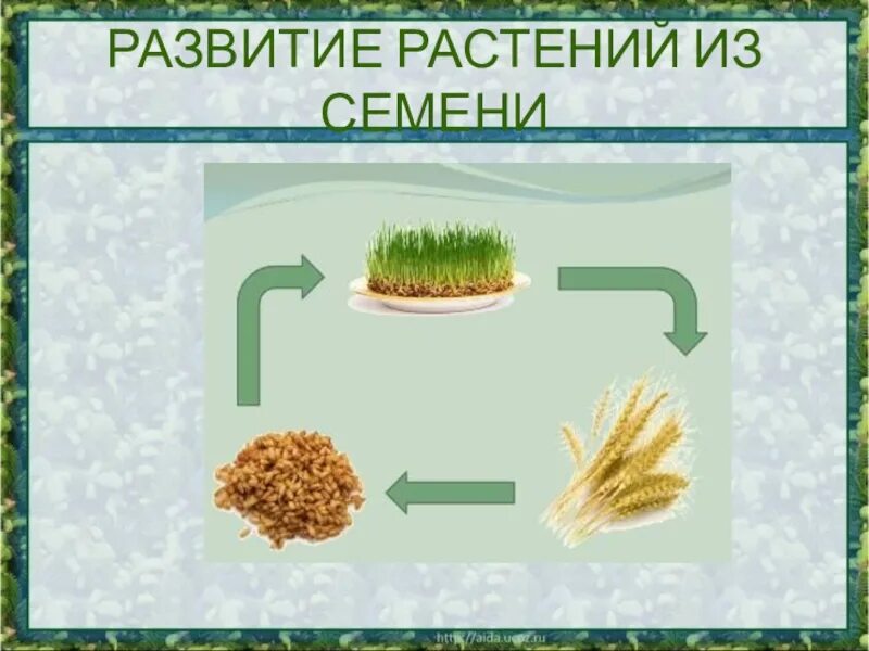 Развитие растений 3 класс. Размножение и развитие растений. Размножение растений 3 класс. Развитие растений 3 класс окружающий мир.