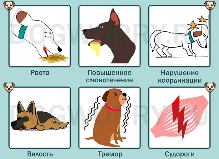 Почему собаке сладкое. Что нельзя собакам. Можно собакам давать сладкое. Что запрещено давать собакам.