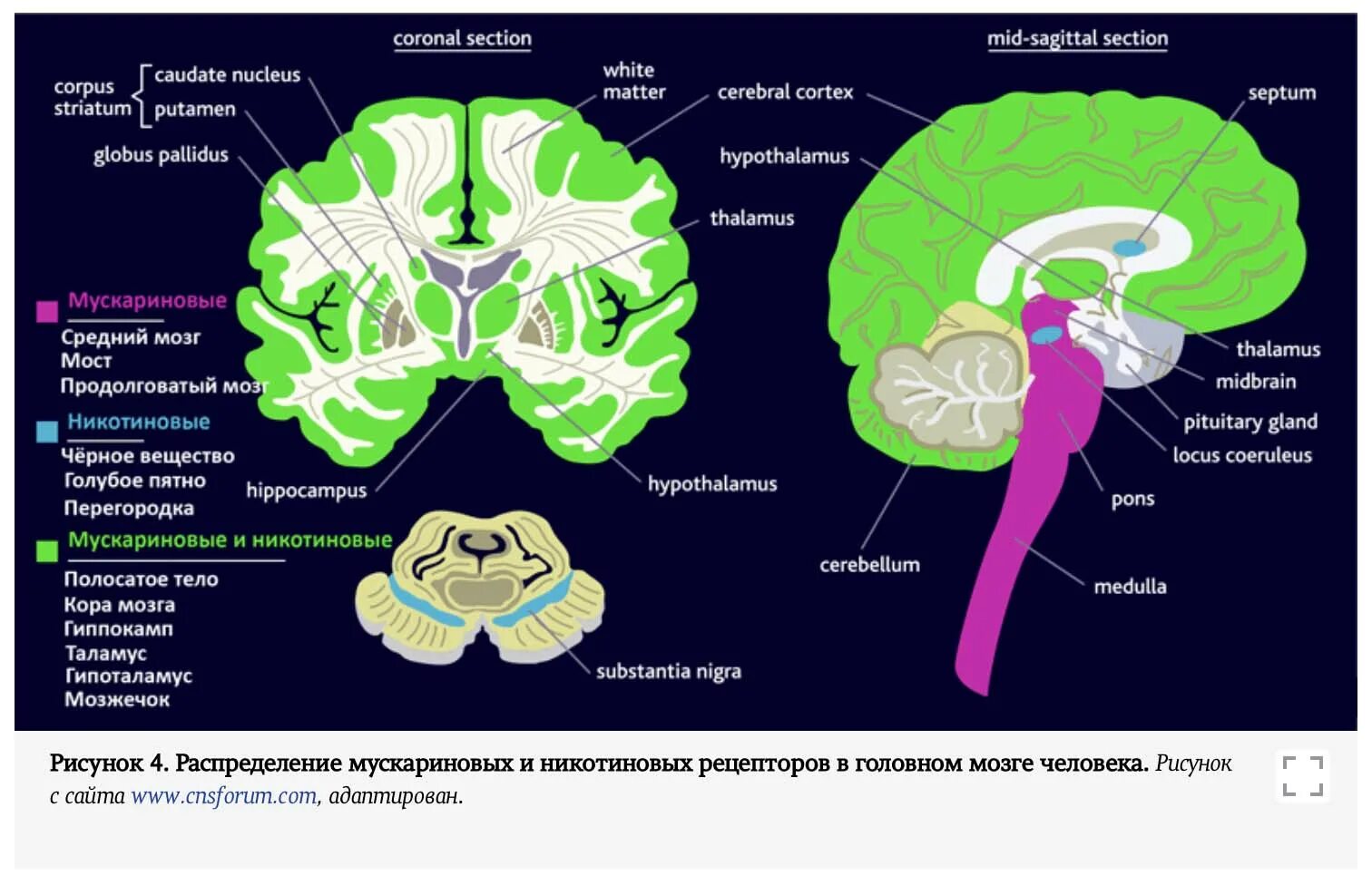 Мозг и рецепторы. Механизм рецепторы вкусового анализатора. Мозг биология. Мозговые рецепторы. Мозговые рецепторы.