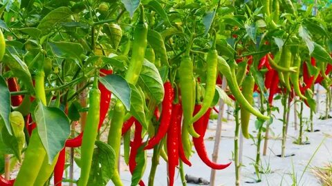 Červená chilli paprička: Ohnivá zelenina, která promění vaši zahradu i kuchyni! Zjistěte, jak ji pěstovat a proč by neměla chybět v žádném jídle!