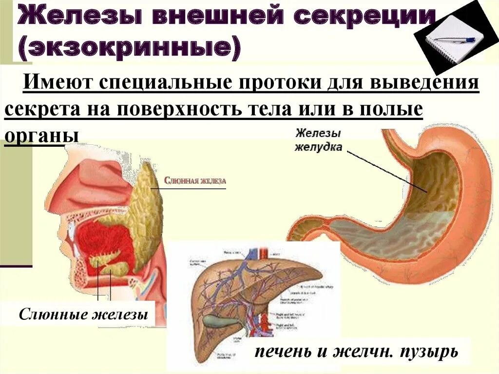 Как отличить железы