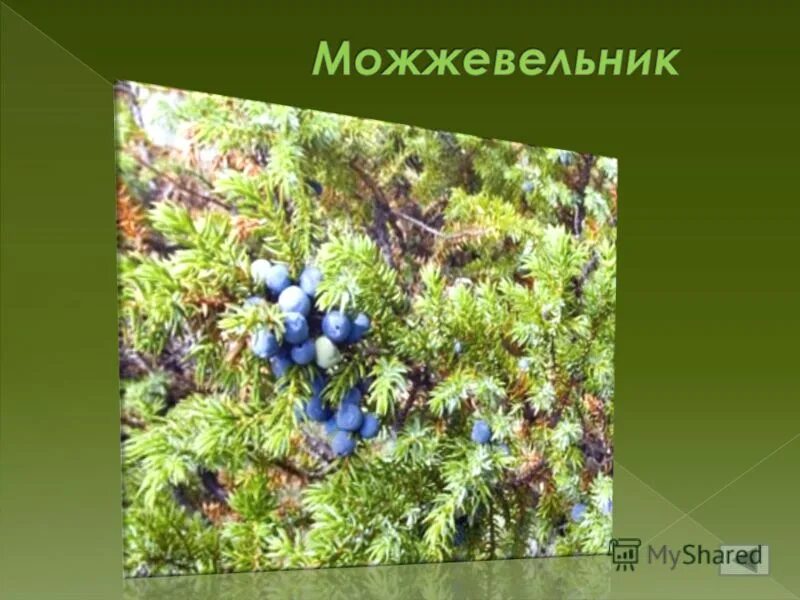 растения алтайского края презентация