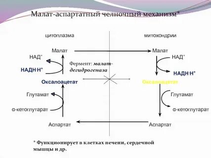 Челночный механизм