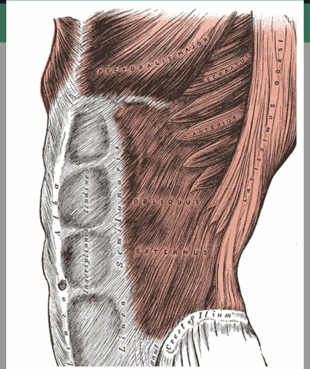 Сильные мышцы живота. Linea Alba (белая линия живота). Obliquus externus abdominis. Апоневроз поперечной мышцы живота. Rectus abdominis.