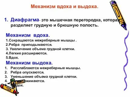 Правильная последовательность выдоха