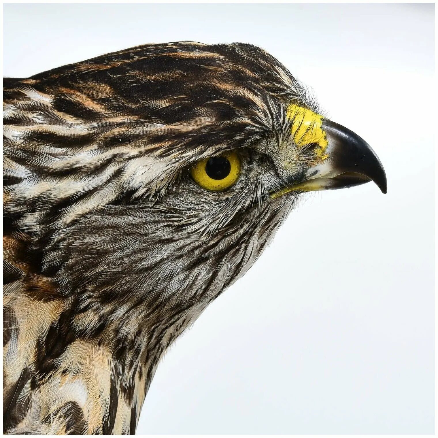 Чучело ястреба купить. Чучело тетеревятника. Ястреб-тетеревятник таксидермия. Чучело адлер. Чучело тетеревятника.