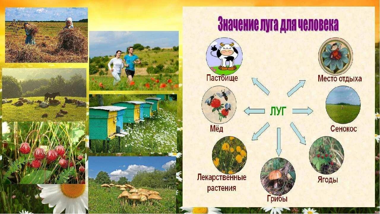 Природные условия луга. Природное сообщество Луга. Природное сообщество Лу. Природное сообщество поле. Схема природного сообщества.