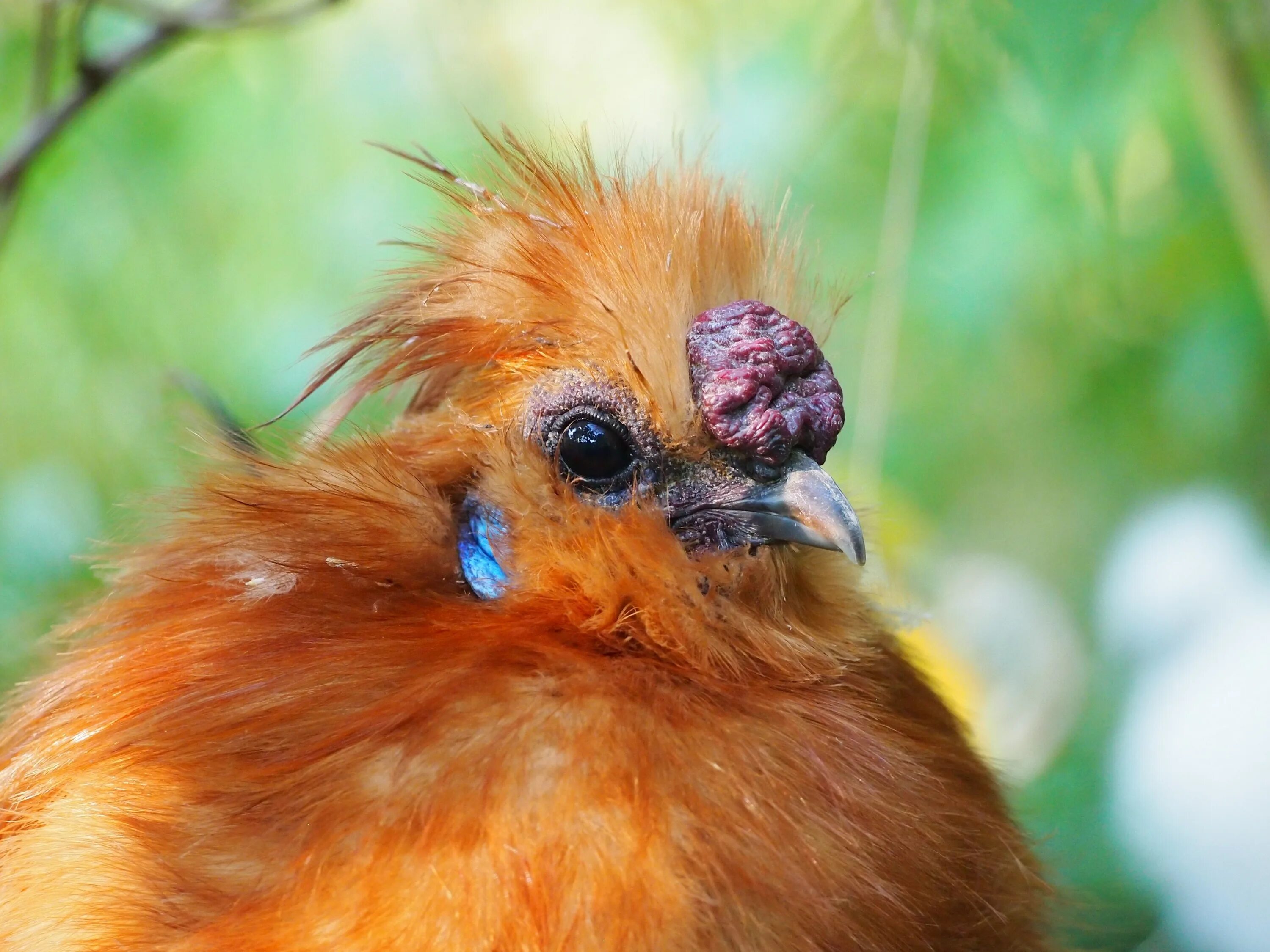 Маленькая рыжая птичка. Амазонский венценосный мухоед. Гвианский скальный петушок. Рыжая птица. Оранжевая птица.