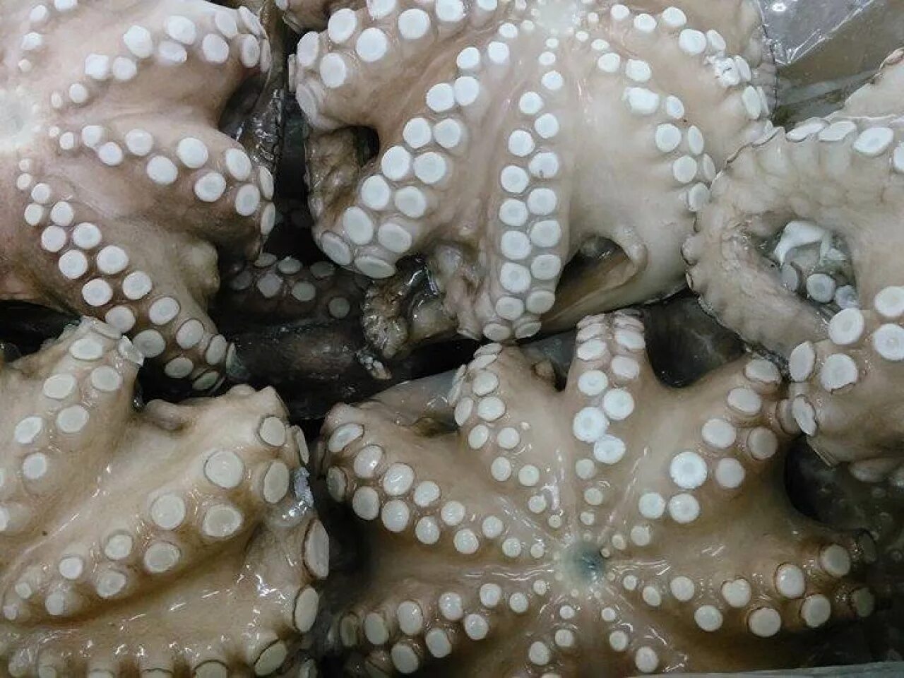 Осьминог Octopus vulgaris. Осьминог 40-60 размер. Мини осьминог размерный ряд.