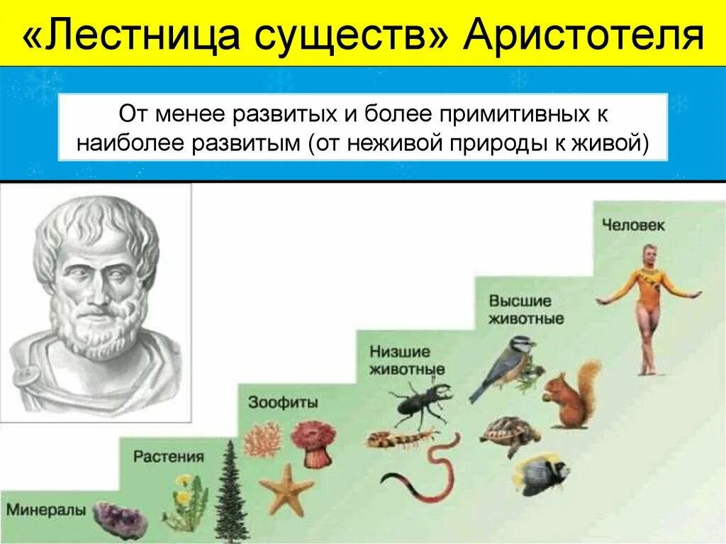 Когда возник первый живой организм. Лестница жизни биология Аристотель. Аристотель и его лестница существ. Лестница существ Аристотеля картинка. Систематика животных Аристотеля.