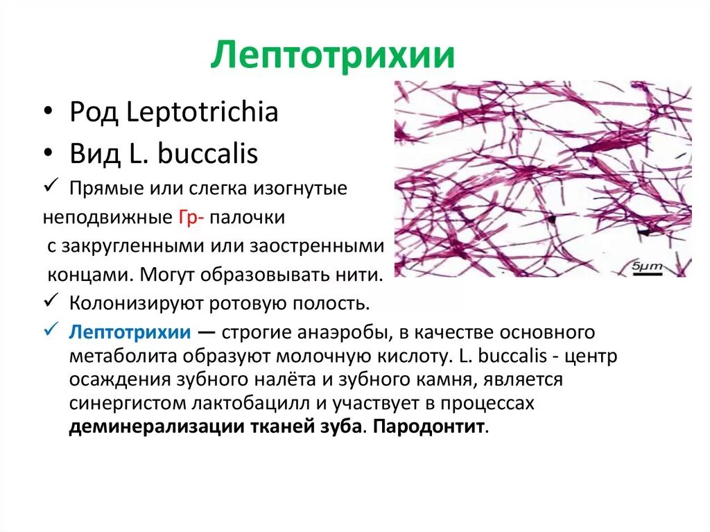 Лептотрикс лечение. Лептотрикс микроскопия. Бактерии типа leptotrix в мазке. Грибы кандида лептотрикс. Нити мицелия и лептотрикс.