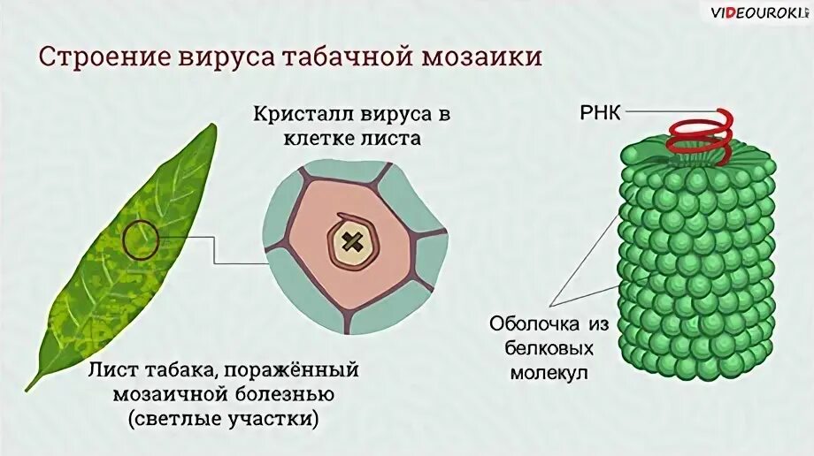 Строение вирус на примере вируса табачной мозаики Презентация по биологии , 10 класс. Тема: "вирусы и фаги, вирус СПИДа. Особеннос