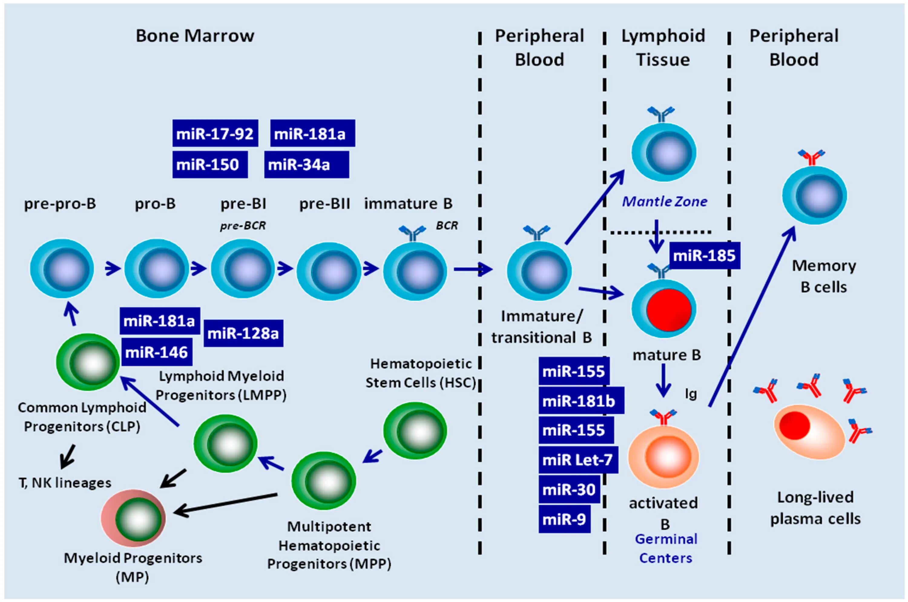 Зрелость клеток. Этапы созревания в лимфоцитов. Созревание лимфоцитов схема. Этапы созревания б лимфоцитов. Стадии дифференцировки b-лимфоцитов.