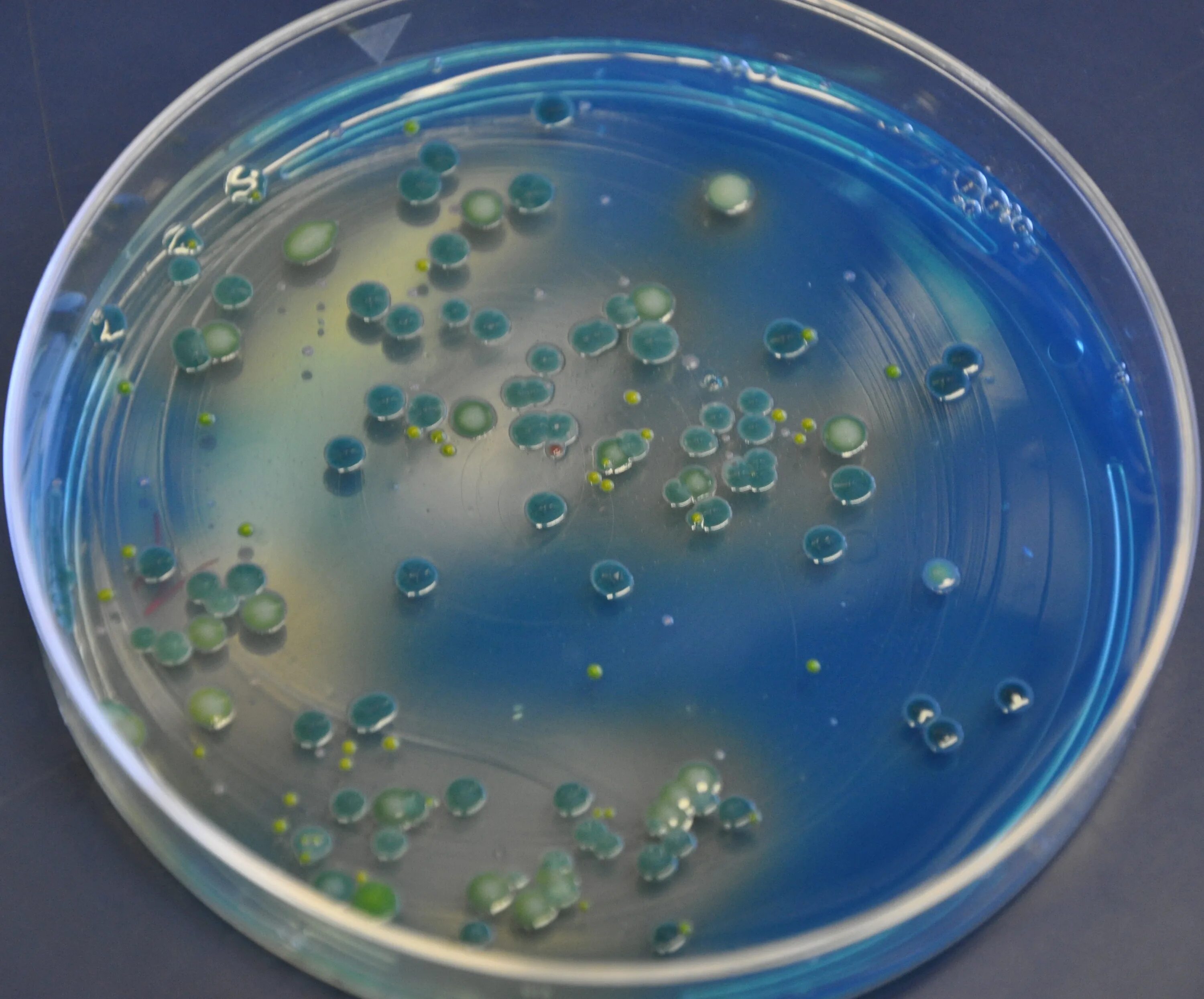 Штамм Bacillus subtilis колония. Колонии бактерий на питательной среде. Чашка Петри культуральная. Bacillus subtilis колония. Строение чашки петри