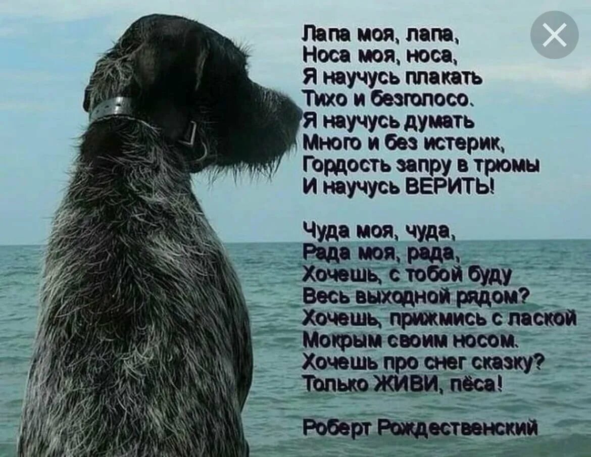 Беззвучно кричать