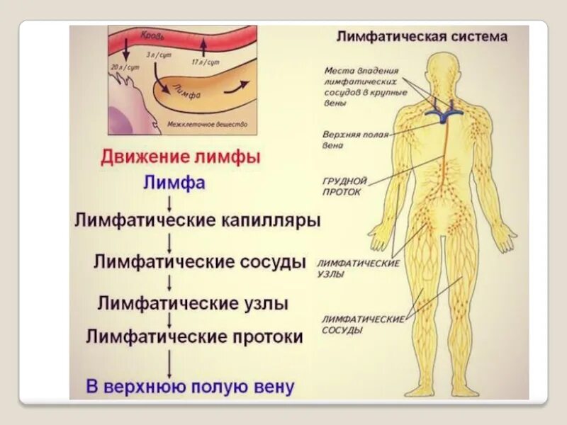 Лимфатические сосуды таблица. Лимфатическая система лимфатические протоки. Лимфатическая система человека схема движения. Проток лимфатической системы. Кровеносная и лимфатическая системы.