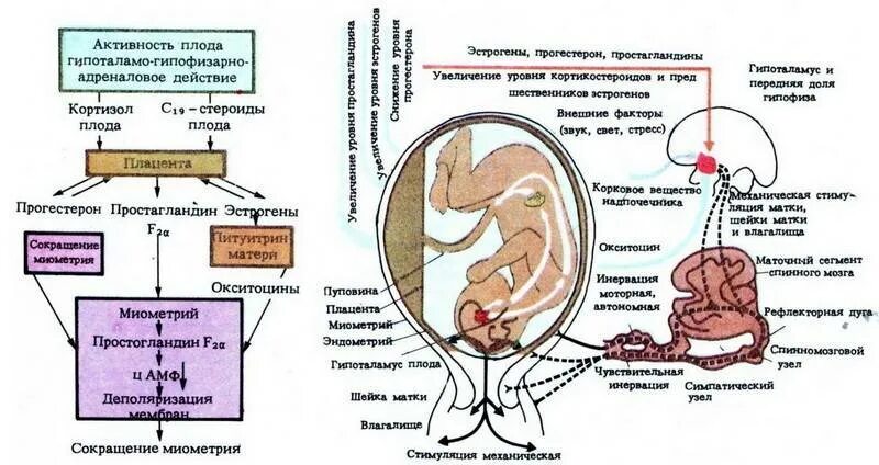 Изменение организма во время беременности. Гормоны плаценты схема. Схема развития родовой деятельности. Гормоны беременности перед родами. Изменения в организме беременной схема.