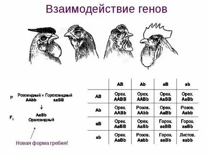 У кур розовидная и гороховидная форма гребня