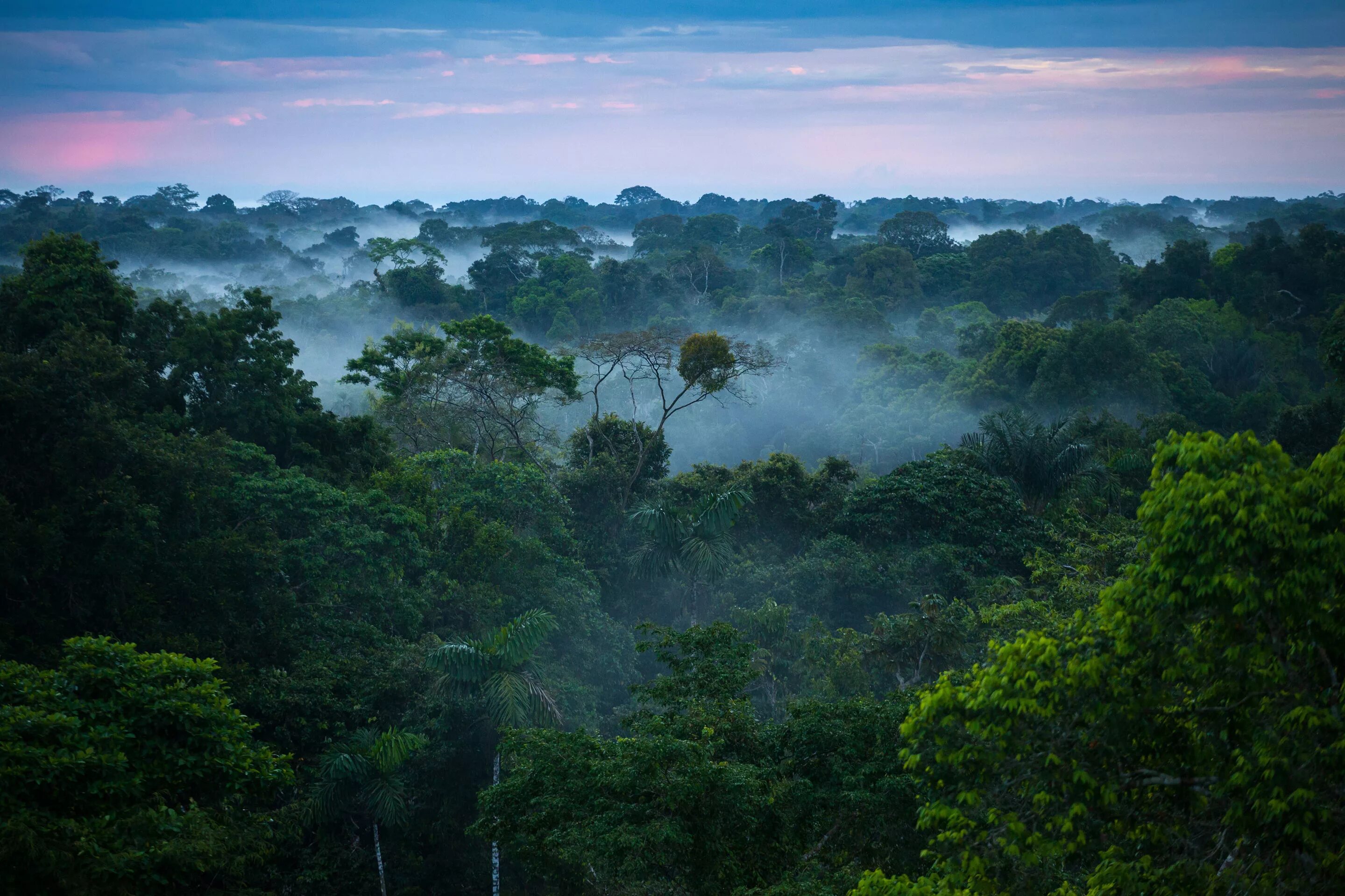 Amazon borneo congo. Национальный парк Тортугеро, Коста-Рика. Тропические леса амазонки, Южная Америка. Бразилия тропические леса Сельва. Амазонские джунгли Бразилия.