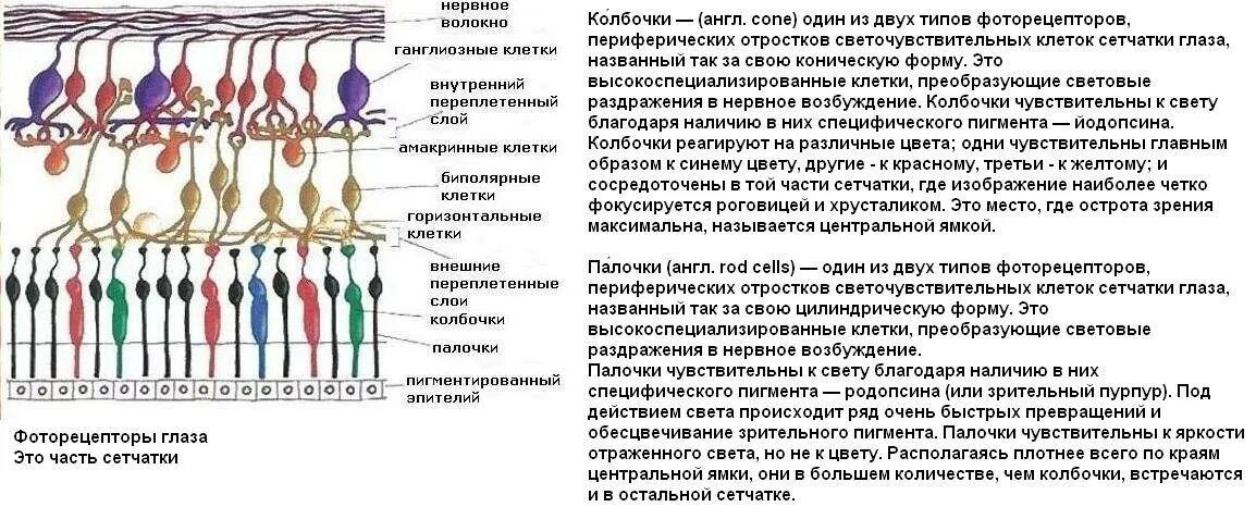 Палочки и колбочки сетчатки глаза. Строение фоторецепторов сетчатки глаза. Палочки и колбочки сетчатки глаза строение. Строение рецепторного аппарата сетчатки. Колбочки сетчатки находятся