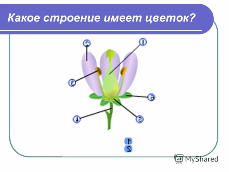 Какое строение имеет пыльца 6 класс. Какое строение имеет цветок. Строение цветка для детей дошкольного возраста. Ирисы строение цветка. Гүлдің құрылысы презентация.