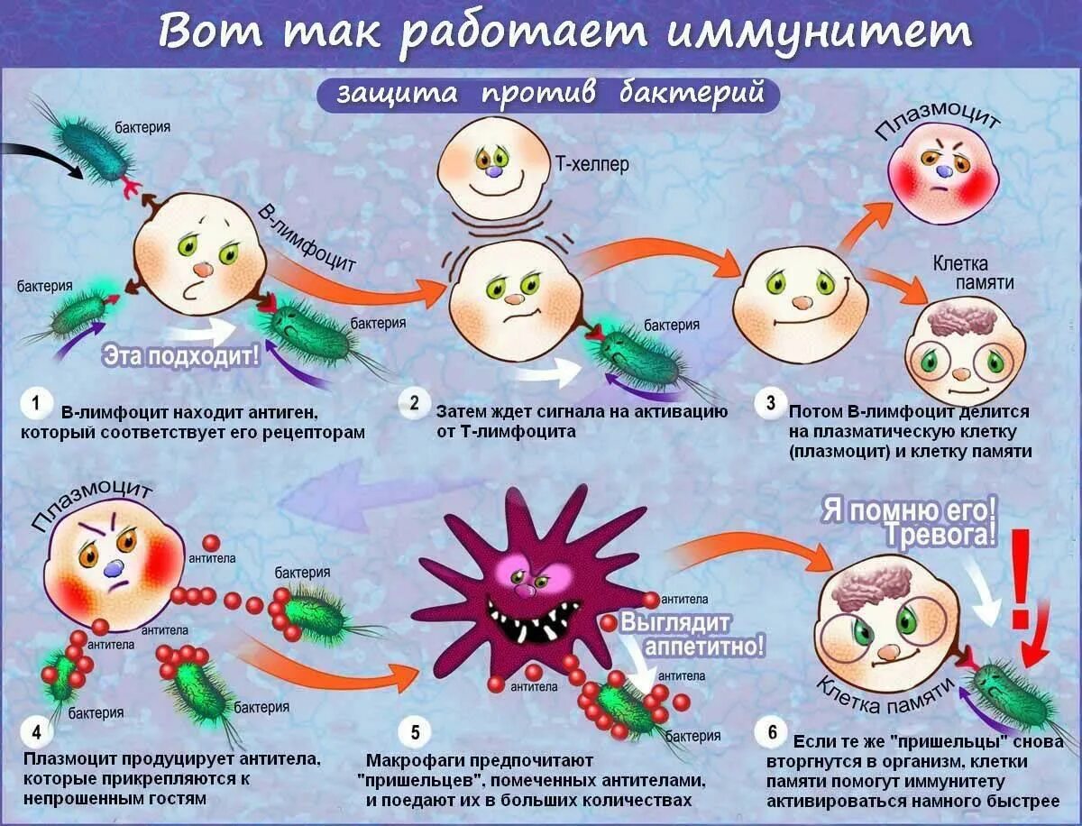 Иммунитет. Защита организма от микробов. Иммунитет человека. Иммунитет против вирусов и бактерий.