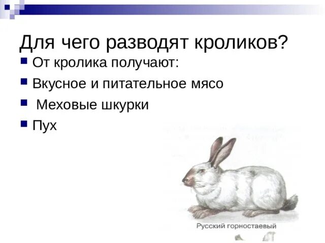 Для чего разводят кроликов. Тема кролик. Что получают от кроликов. Что человек получает от кролика