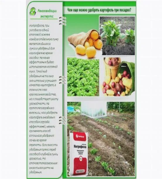Что сыпать в лунку при посадке картофеля. Удобрение для картофеля при посадке. удобрение для картофеля при посадке весной. удобрения в лунки для картофеля. подкормка картофеля при посадке в лунку.